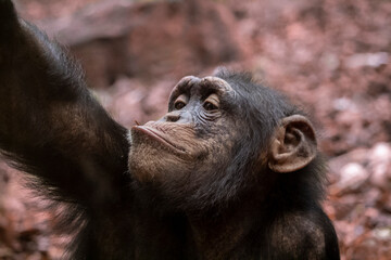 Portrait of chimpanzees. The Pan troglodytes, also known as simply the chimp