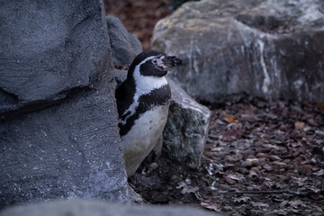 Humboldt penguin close up portrait. Stones in the background. High quality photo