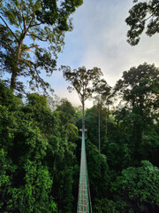 View of sunrise over canopy walkway in Danum Valley rain forest in lahad Datu Sabah Malaysia