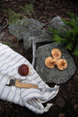 Mushroom foraging in the Rocky Mountains