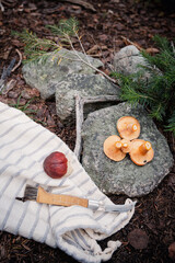 Mushroom foraging in the Rocky Mountains