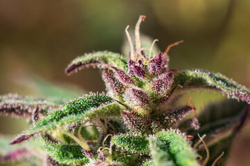 macro cannabis and trichomes