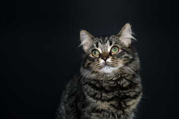 Young cat looks up. Gorgeous brown tabby Siberian cat kitten. Isolated on black background.