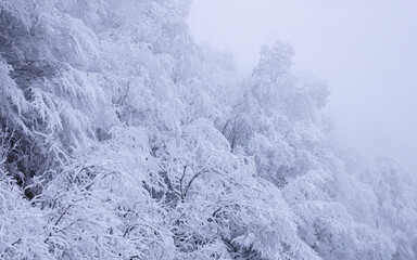 snow covered branches of trees