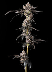 Beautiful shot of marijuana cannabis plant indoor