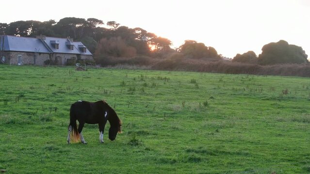 Cheval dans un champ au coucher du soleil - 4K