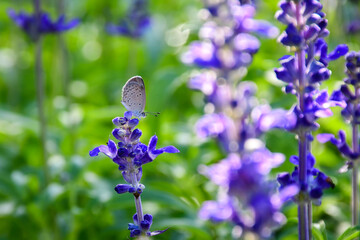 butterfly on flower