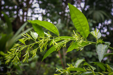 Night blooming jasmine relaxing in the garden