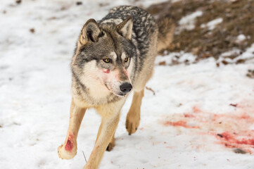 Grey Wolf (Canis lupus) Smeared with Blood Runs Winter