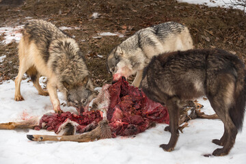Grey Wolf (Canis lupus) Pack Feeds at Body of White-Tail Deer Winter