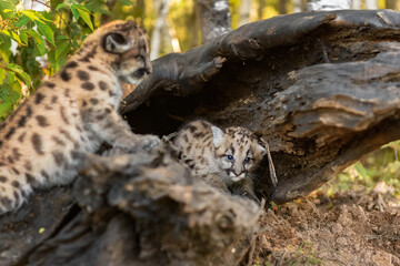 Fototapeta na wymiar Cougar Kitten (Puma concolor) Paws on Log Sibling Sits In Autumn