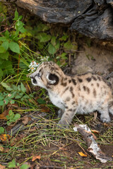 Obraz premium Cougar Kitten (Puma concolor) Looks Up Next to Small Cluster of Wildflowers Autumn
