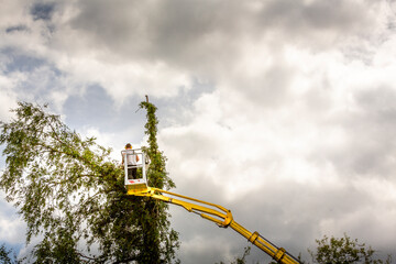 Fototapeta na wymiar Unidentified arborist man in the air on yellow elevator, basket with controls, cutting off dead cherry tree