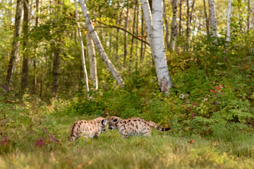 Cougar Kittens (Puma concolor) Head to Head on Forest Path Autumn