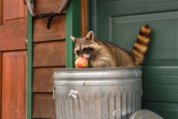 Raccoon (Procyon lotor) Sitting in Trash Can Tail Up Sniffs Apple