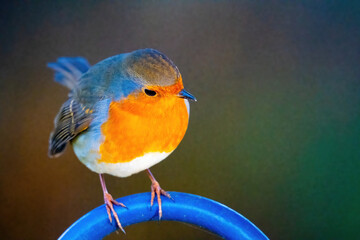 Robin on Railing