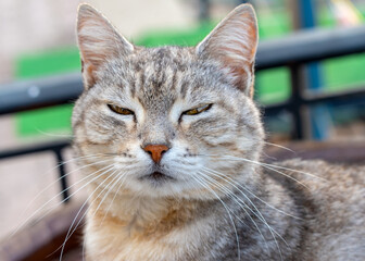 portrait of a beautiful young cat