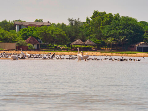 Lagoon of Somone wellknown for birds reserve, peace place for turism in Senegal