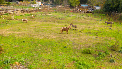 Aerial view on a pony and donkey farm. Small animal husbandry.