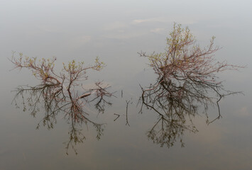 Fototapeta premium trees in the fog