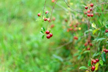 Obraz premium Ripe red sweet cherry on a branch. Agriculture and berry growing concept. Selective focus. Copy space