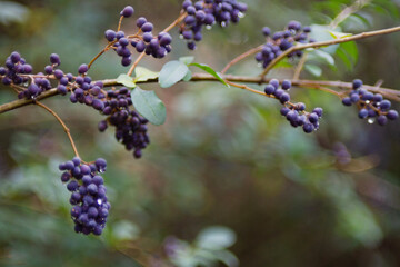 Background of nature with purple berries and bokeh