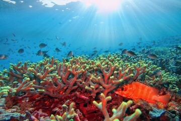 Sun beams shinning underwater on the tropical coral reef with red grouper fish. Ecosystem and...