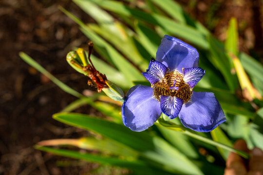 Iris flower (Flor-de-Lis - Neomarica caerulea), false violet iris on blurred background of green foliage with small black insect on its petal