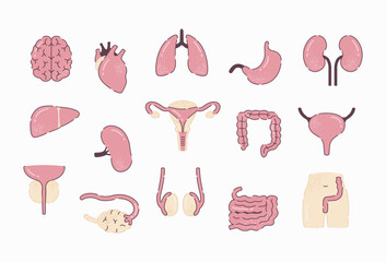 Human Organs vector in flat design