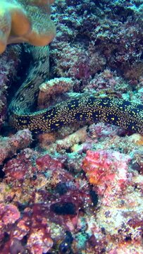 Vertical video of Clouded or Snowflake moray (Echidna nebulosa) swimming