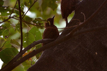 Bird Of Prey