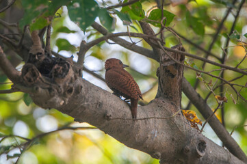 Bird Of Prey