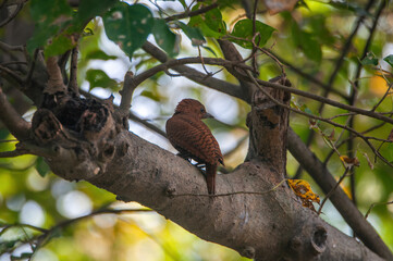 Fototapeta premium Bird Of Prey