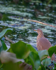 Bird Of Prey