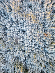 Snow covered pine trees in Harwood forest, Northumberland, after snowfall