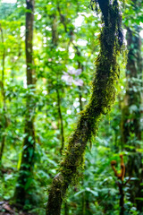 Fototapeta premium A dense rainforest with lush vegetation in volcano tenorio national park in Costa Rica; a path through the jungle near the famous rio celeste river