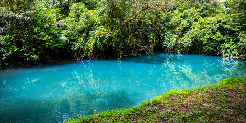 fairytale landscape of volcano tenorio national park by rio celeste river; sky blue river surrounded by dense rainforest in costa rica