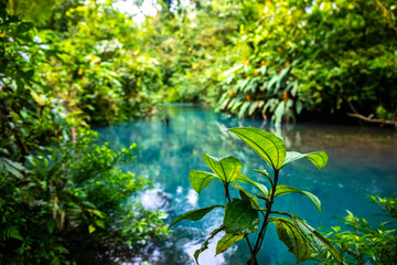 fairytale landscape of volcano tenorio national park by rio celeste river; sky blue river surrounded by dense rainforest in costa rica