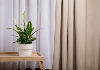 bedside table and Spathiphyllum flower as decorative elements against the background of curtains in...