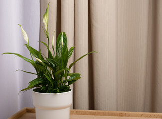 Spathiphyllum wallisii in a white pot in a home interior against the background of curtains