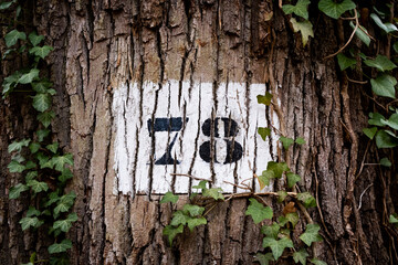 un numéro 78 sur un tronc d'arbre