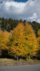 Fall colors in the Tetons