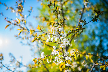 yellow leaves in spring