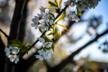 spring tree branch