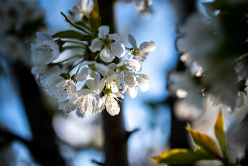 spring blossom in spring