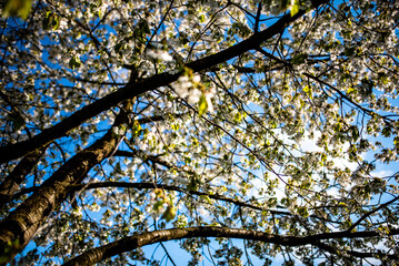 Fototapeta premium branches against blue sky