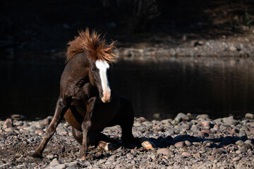Chestnut brown wild horse stallion arising from rolling in the gravel at the Salt River in the...