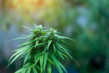 Cannabis Sativa growth in Thailand.