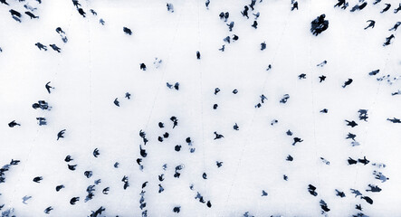 People Skating on an Open-Air Ice Skating Rink. Top view. Many People Skating on Ice of Rink. Aerial Drone View. Beautiful Skating Sport and Winter Outdoor Activities Background Blue color