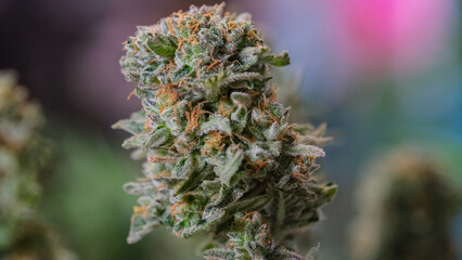 Cannabis bud fully grown